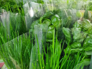 Frische Kr&auml;uter